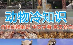 外面卖1699的国外纪录片解说(动物解说、美食、动画片)稳过中视频-网创资源吧